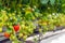 Ripening strawberries grown without soil in modern Dutch horticulture business