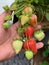 Ripening strawberries in hand