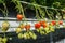 Ripening strawberries of hydroponically cultivated plants from c