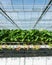 Ripening strawberries of hydroponically cultivated plants from c