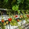 Ripening strawberries of hydroponically cultivated plants from c