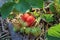 Ripening strawberry on the background of unripe berries. A bunch of unripe strawberries among green foliage