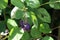 Ripening sweet shadberry on bush in summer