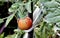 Ripening tomato on a branch