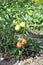 Ripening tomato fruits on bush in garden