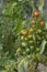 Ripening Tomato Plant