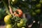 Ripening tomato , vegetables, red, green,