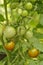 Ripening tomatoes