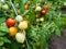 Ripening tomatoes in the ecological kitchen garden
