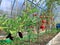 Ripening tomatoes and eggplant in greenhouse