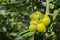 Ripening tomatoes in a glasshouse