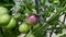 ripening tomatoes grow in a greenhouse. Focus on the tomato