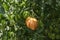 ripening tomatoes hanging between the leaves on twigs in the greenhouse