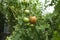 ripening tomatoes hanging between the leaves on twigs in the greenhouse