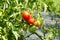 Ripening tomatoes on the plant