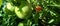 Ripening Tomatoes - Solanum lycopersicum in a Backyard Garden