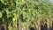 Ripening tomatoes in the village garden. Plants are tied to wooden slats.