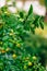 Ripening on the tree a tangerine. Montenegrin mandarin trees. Ho