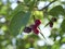 The ripening variously named Service berry, Saskatoon berry, shad berry, June berry detail in sunshine