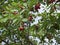 The ripening variously named Service berry, Saskatoon berry, shad berry, June berry detail in a tree and bush