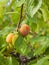 Ripening victoria plums