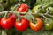 Ripening vine tomato