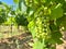 Ripening Vitis vinifera grapes on the field