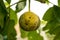 Ripening walnut. Green tree fruit in the shape of a ball. August.