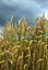 Ripening wheat