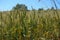 ripening wheat ears, light green wheat ears, wheat plant in continental climate