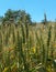 ripening wheat ears, light green wheat ears, wheat plant in continental climate