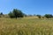 ripening wheat ears, light green wheat ears, wheat plant in continental climate