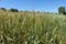 ripening wheat ears, light green wheat ears, wheat plant in continental climate