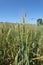 ripening wheat ears, light green wheat ears, wheat plant in continental climate