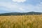 Ripening wheat in the field along hills with forest and blue sky