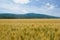 Ripening wheat in the field along hills with forest and blue sky