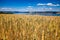 RIpening wheat field summer landscape with Mjosa lake in background Oppland Norway