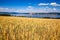 RIpening wheat field summer landscape with Mjosa lake in background Oppland Norway