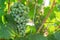 Ripening white grapes with drops of water after rain in garden. Green grapes growing on the grape vines. Agricultural background