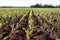 Ripening winter cereals, winter grains field lined in September on a beautiful, sunny autumn day.