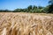 ripening yellow barley field on summer blue sky for agroforestry