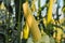 Ripening yellow corn on the cob, maize closeup