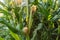 Ripening yellow corn on the cob, maize closeup