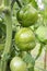 Ripening yellow green tomatoes in garden, ready to harvest