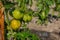 Ripening yellow green tomatoes in garden, ready to harvest