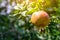 Ripening yellow pomegranate fruit