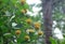 Ripening Yellow Rambutan Fruits
