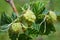 Ripening yellow raspberries on a Bush in the garden.