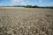 Ripening yellow wheat ears on field at summer time. Golden wheats Triticum spikelets with blue cloudy sky background