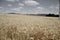 Ripening yellow wheat ears on field at summer time. Golden wheats Triticum spikelets with blue cloudy sky background